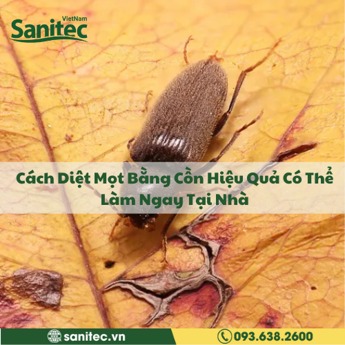 Cách Diệt Mọt Bằng Cồn Hiệu Quả Có Thể Làm Ngay Tại Nhà
